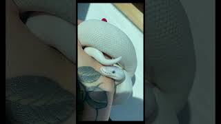 The basics of the regius python!!! 🐍🐍🐍