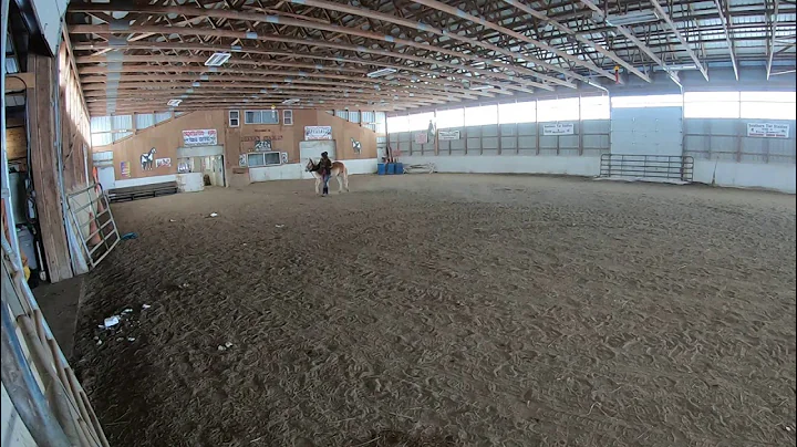 Haflinger - Mitteer horse auction - Rowena Rose Sh...