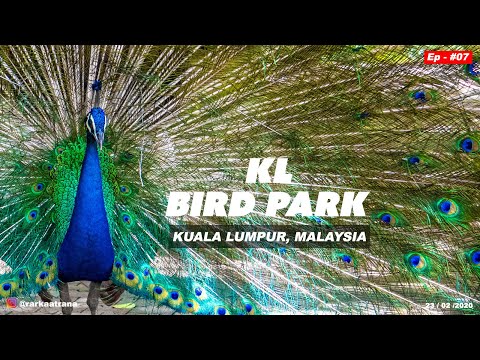 वीडियो: कुआलालंपुर के खूबसूरत केएल बर्ड पार्क का दौरा