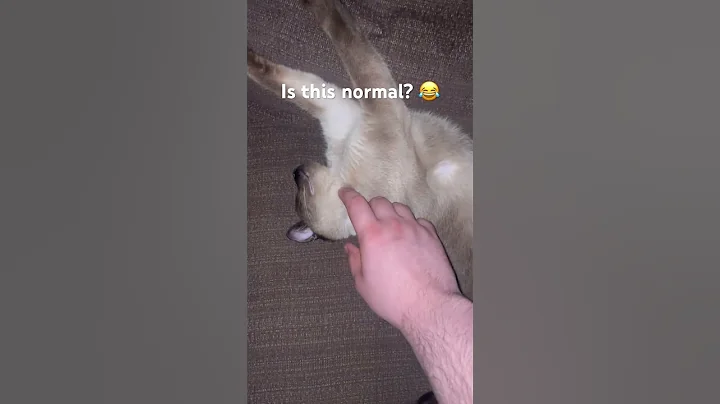 Video 11588181: cute siamese cat