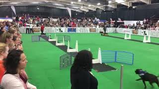 Wodac 2017 Friday Flyball Kimi Ruby, Archie, Nova