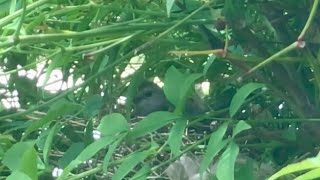 Gray Catbird Nest 5-30-23: Male Visits Female at 2:28 Minute Mark