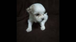 My Fur Babies' Journey I Powder and Tofu at 4 weeks old I  Shi Tzu