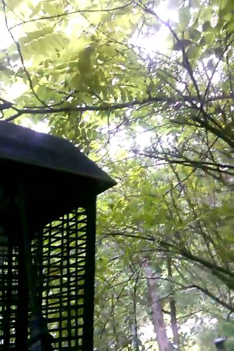 camera iphone 8 plus apk Electronic bug light conversion