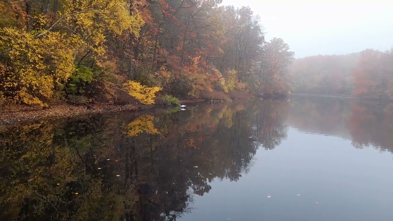 Turkey Swamp - Fishing Bird