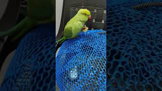 SO CUTE TALKING PARROT EATING ROTI INDIAN RINGNECK PARROT  very cute talking everything