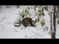 Василиса кошка первый раз увидела снег