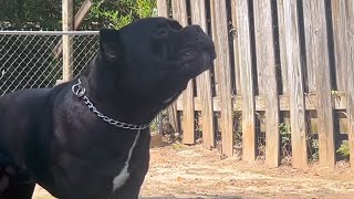 Most Dangerous Dog in the World  #canecorso #dogs