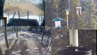Live Nature Cams