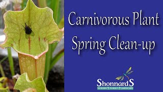 Carnivorous Plant Spring Clean Up