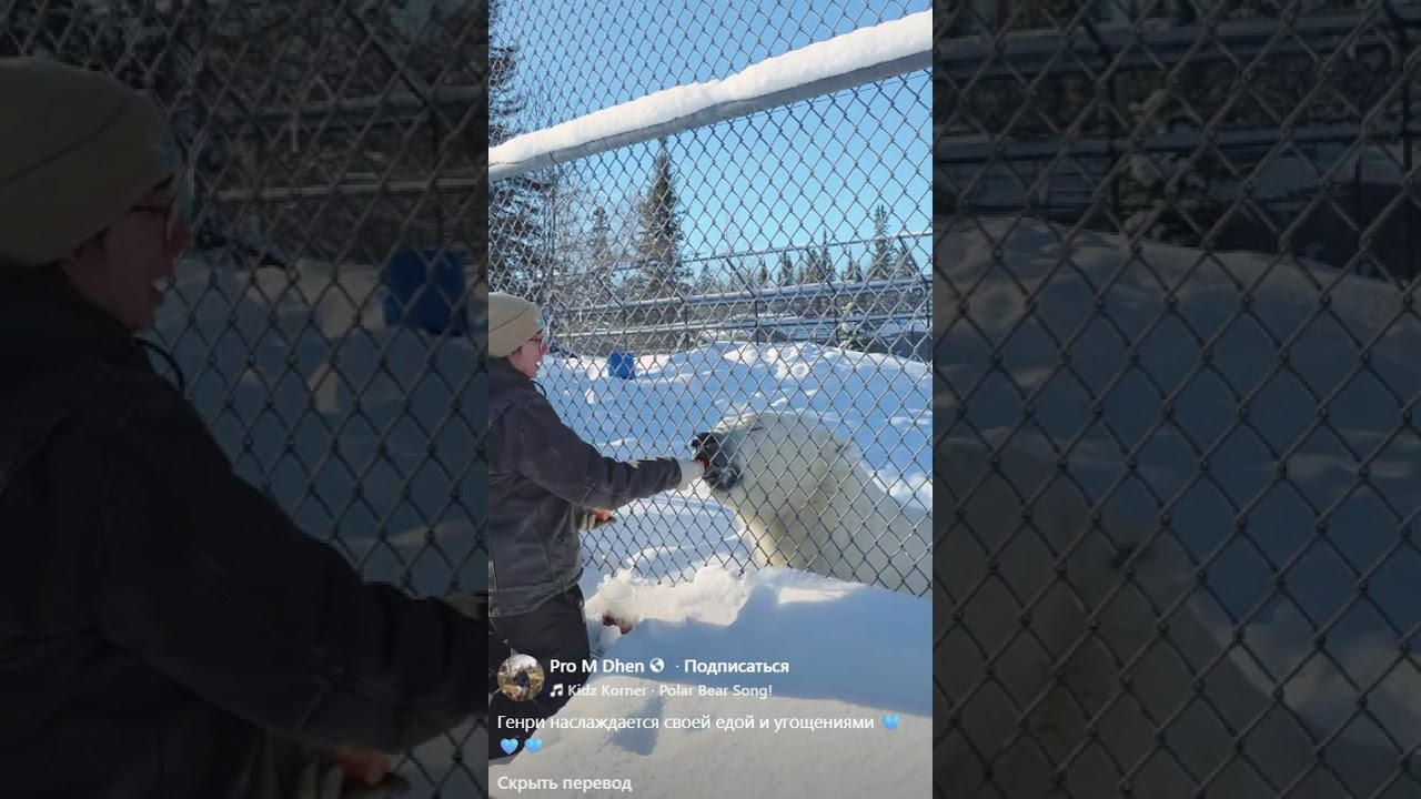 Генри наслаждается своей едой и угощениямиHenry enjoys his food and treats#белыймедведь#polarbear
