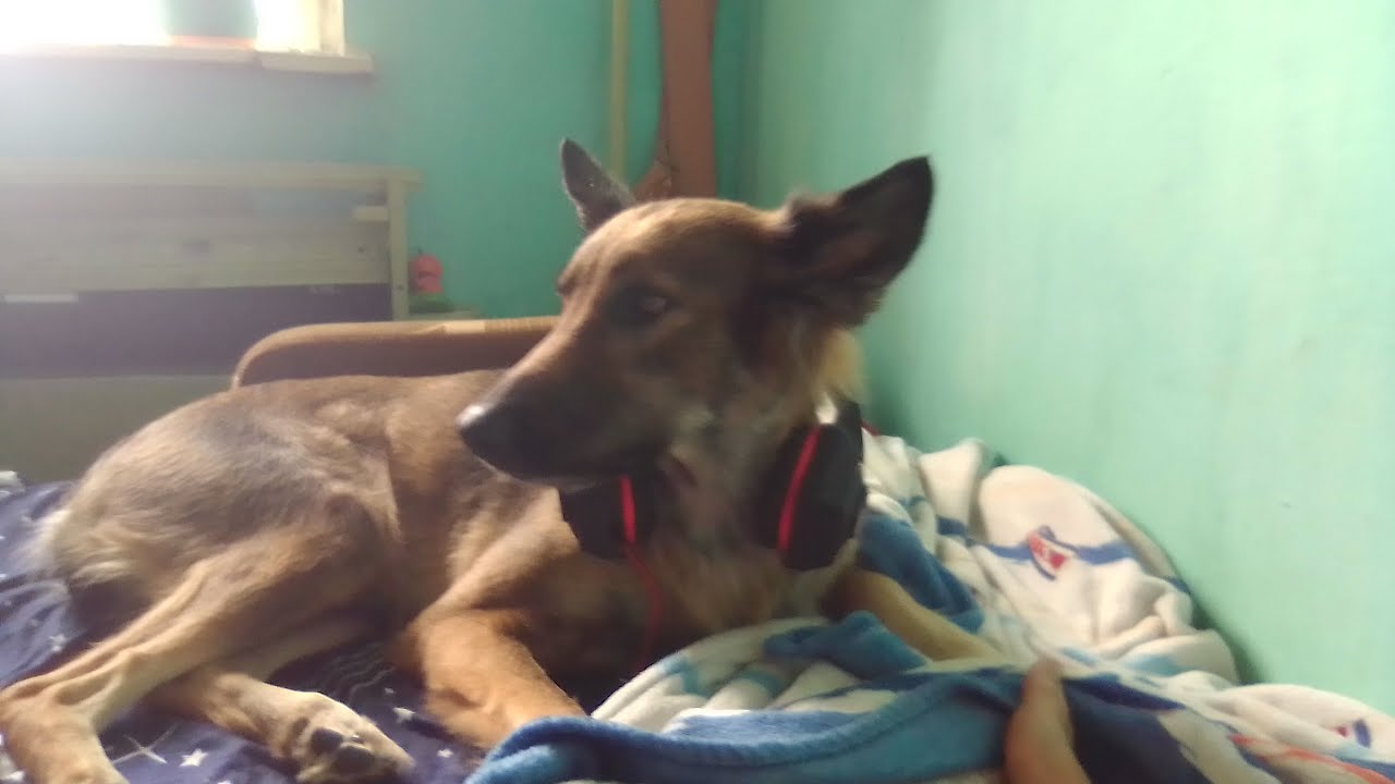 играю в красаут - YouTube