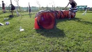 Chloe's first agility class