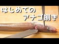 【初心者向け】意外とできる！？穴子（アナゴ）の捌き方【簡単 背開き】【名古屋型うなぎ包丁】【魚さばき方】Filleting fish with Japanese unagi knife