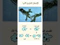 الانشطار الثنائي في الأميبا ورحلة مذهلة في عالم الأحياء#short #احياء_ثالثة_ثانوى