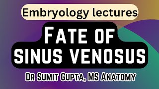 Sinus venosus embryology | Development of the Heart ❤️