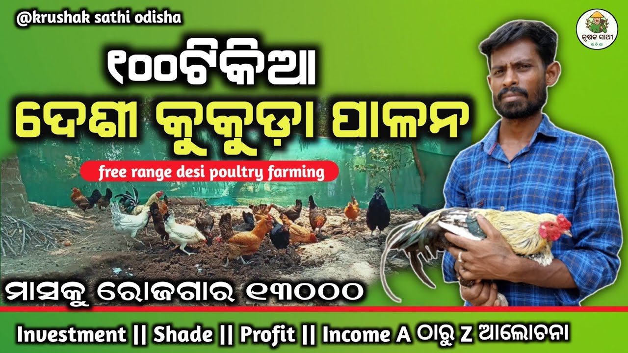 ୧୦୦ ଟିକିଆ ଦେଶୀ କୁକୁଡ଼ା ପାଳନ |100 Birds | Cage | Investment || Profit |Desi poultry farming in odisha