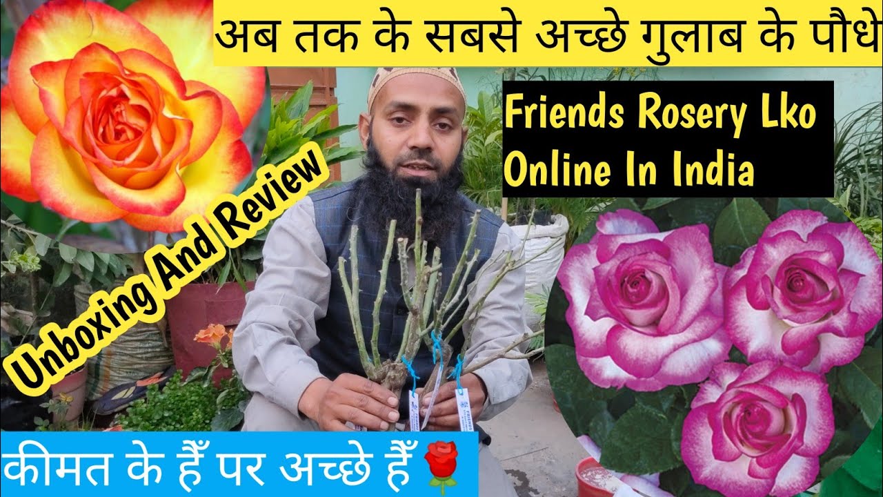 How To Buy Healthy Rose Plant Online In India🌹घर बैठे खरीदें गुलाब के पौधे सबसे अच्छे हैल्थी 👏