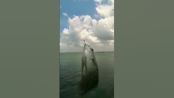 Câu cá biển - cá nâu (p71) #shorts #cauca