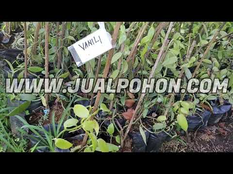 Bibit Vanili Mudah Berbuah Kualitas Unggul Harga Promo