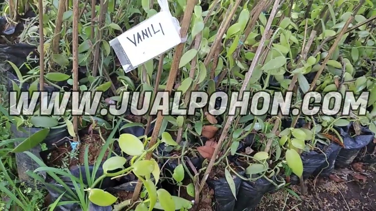 Bibit Vanili Mudah Berbuah Kualitas Unggul Harga Promo