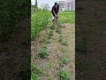 Working in the Garden 🌱