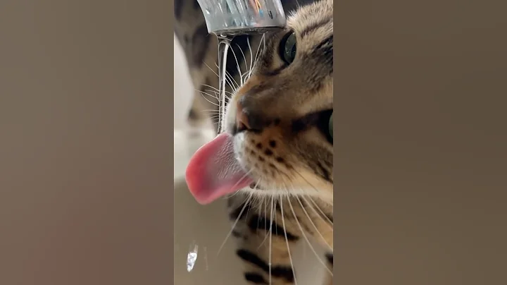 Video 10841721: bengal cat water, bengalcat cat, bengal cat cute