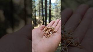 Is tarah Se dhaan ki kheti hoti hai #indianstate #travel #viralvideo #traveltriangle #indiantravelle