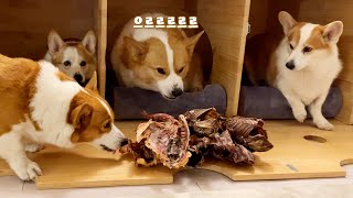 7 Ducks for 8 Dogs...?  Mukbang with whole ducks, 
a stamina food for dogs