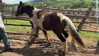 7586- spotted TWH gelding 18/20yr old 14h $650+40 coggins Deadline 8/28/26