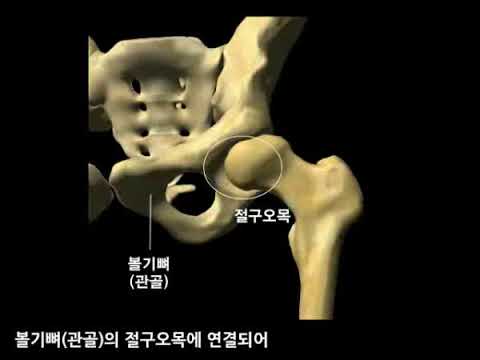 엉덩관절(고관절)과 인대