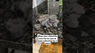 It’s so satisfying to collect tho 😩👌 #pets #chinchilla #shorts