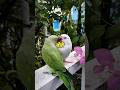 तोते इंसानों की तरह क्यों बोलते हैं? 😱 #parrots #facts #shorts