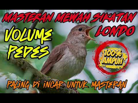 Masteran sikatan londo masteran mewah !!!!