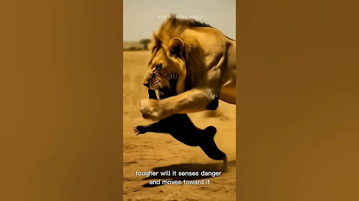 The Most Fearless Animal on the Planet? Meet the Honey Badger! #honeybadger #animalinfo