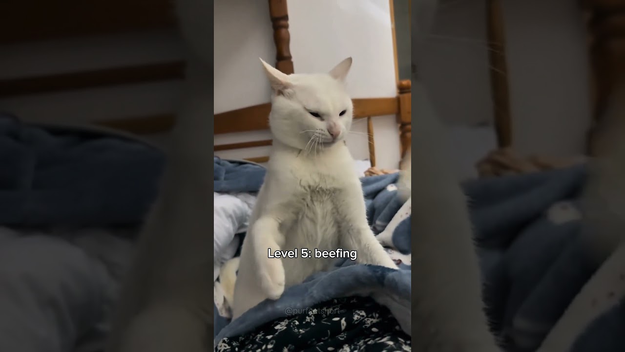 cats getting dramatically offended 😠