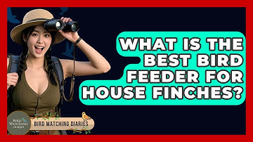 What Is The Best Bird Feeder For House Finches? - Bird Watching Diaries