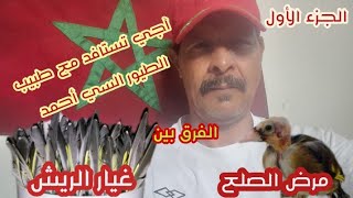 الجزء الأول   آجي تعرف الفرق بين مرض الصلع والبدالة ديال طائر الحسون مع طبيب الطيور السي أحمد