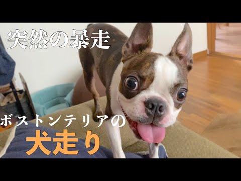 突然始まる、ボストンテリアの犬走り