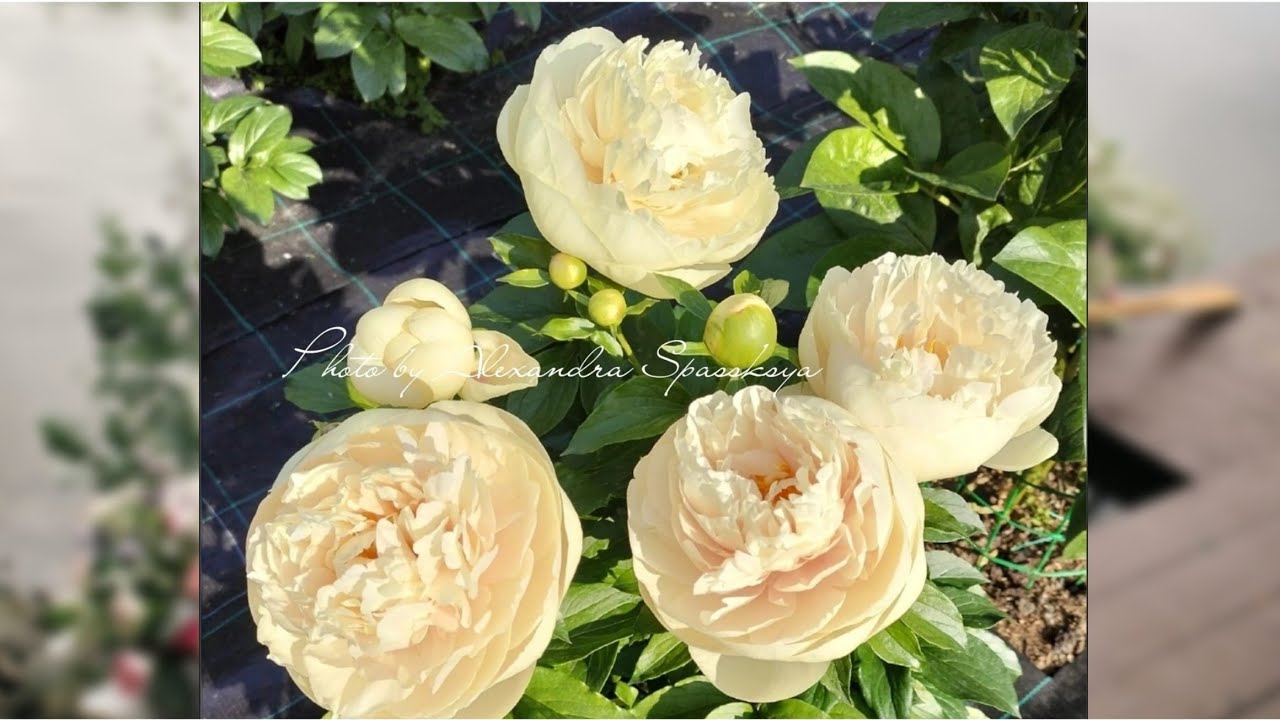 Peony Pastelegance (Пион Пастелеганс). Александра Спасская. - YouTube