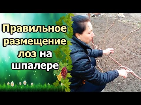 Видео: В какую сторону должны смотреть виноградные лозы?