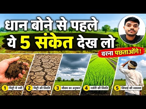 धान बोने से पहले ये 5 संकेत देख लो, वरना पछताओगे |  धान की बुआई कब करें | Dhan Buaai Guide. 