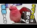 【モモイロインコを飼いたい人へ】絶対後悔する！飼わない方がいい理由５選。