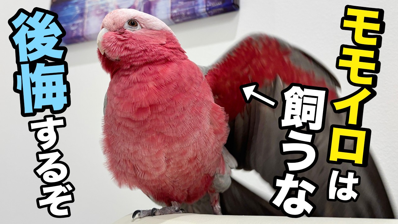 For those considering owning a Galah Cockatoo] You'll definitely