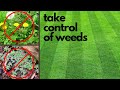 How to kill weeds like the pros  kills 100 weeds