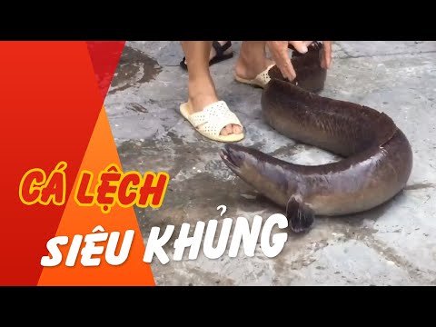Video Bắt được Cá lệch khổng lồ nặng hơn 3 yến, người dân... - youtube