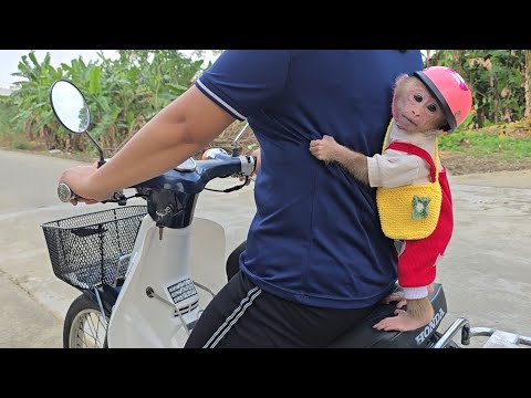Baby monkey Xuka funny reaction while riding on a motorbike with her aunt !