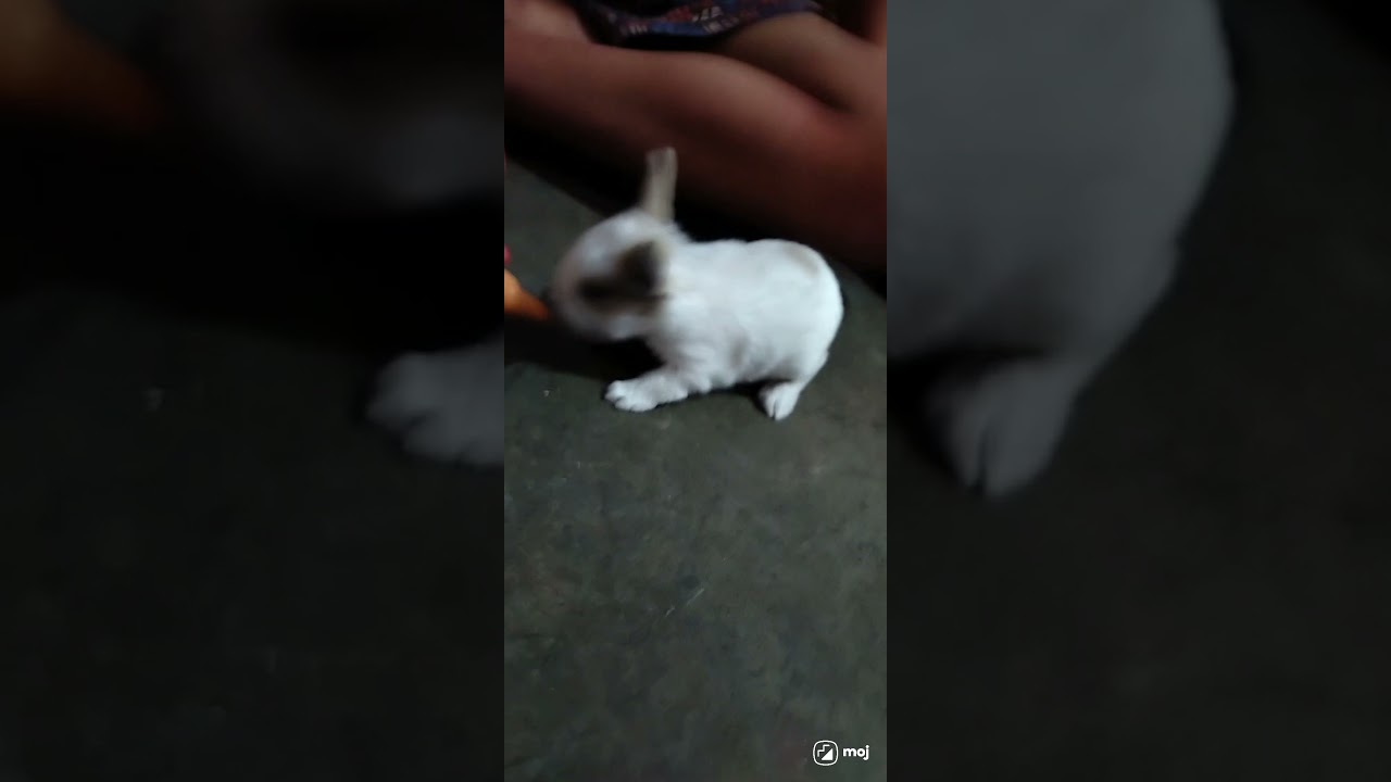 rabbit are shocked YouTube