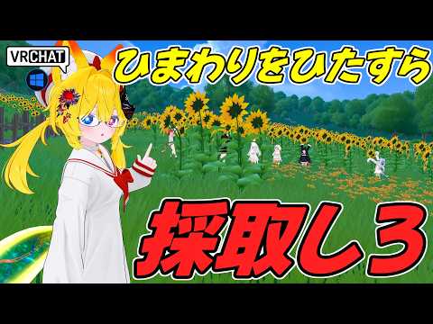 ひたすらひまわりを採取して家を建てるワールドです VRChatワールド紹介2243回目！ひまわりを採取して街を作るゲームワールド