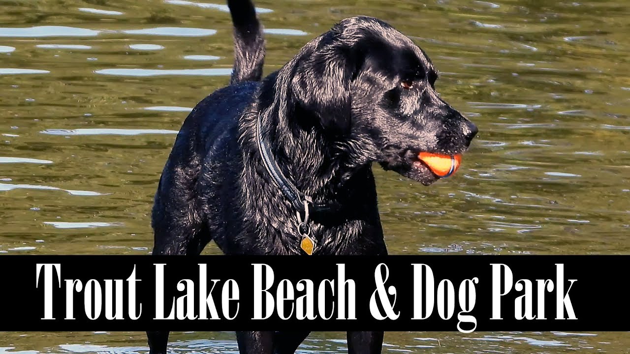 Trout Lake Beach & Dog Park OffLeash Area YouTube
